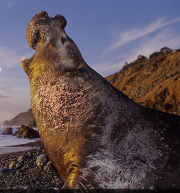 A Seal's Life